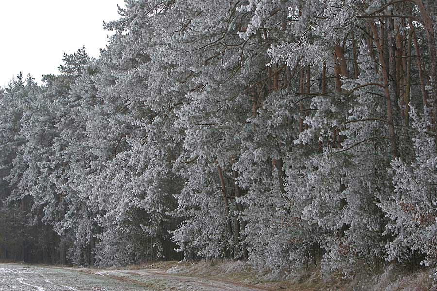 Waldrand mit Puderzucker-Schnee