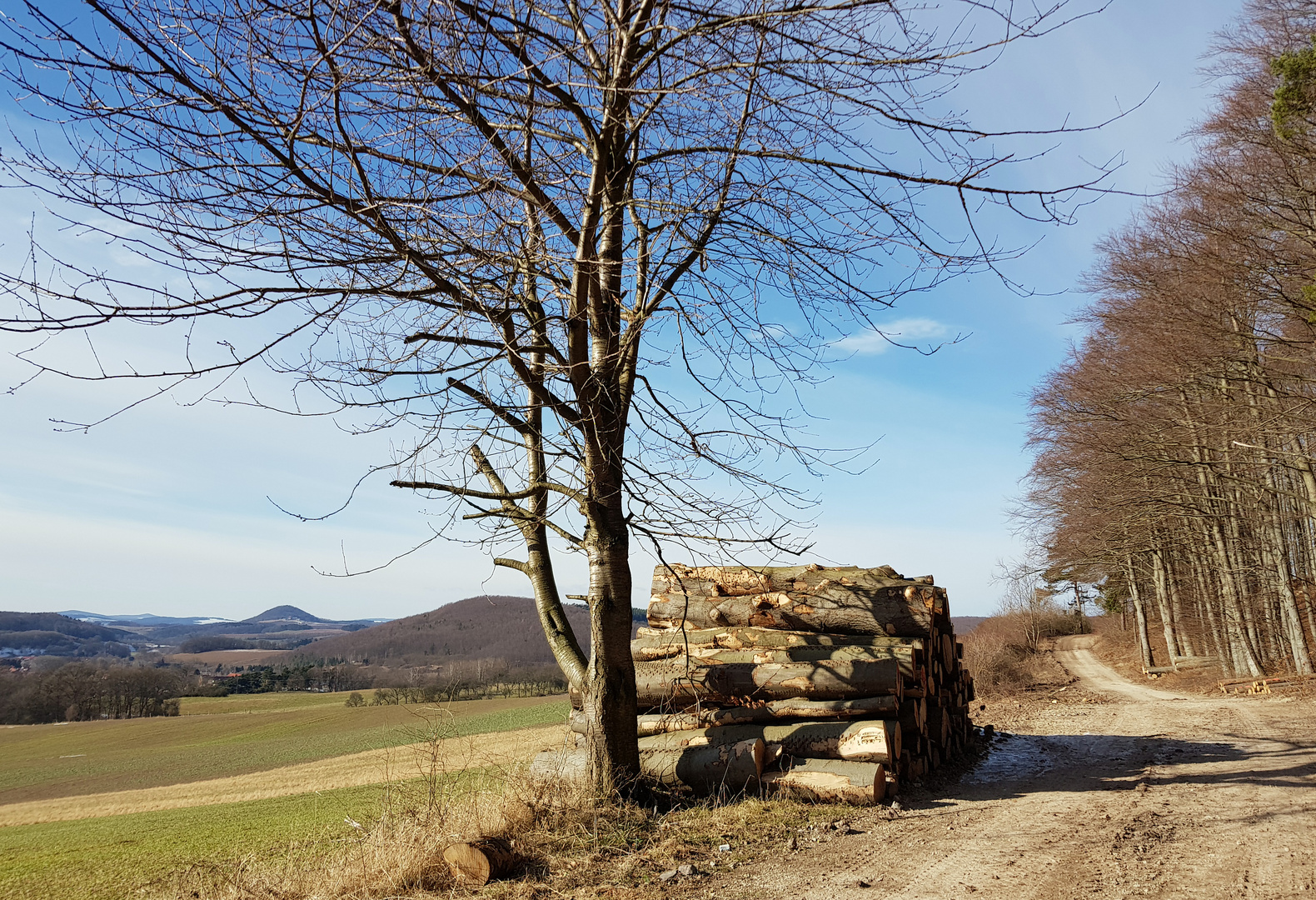 Waldrand mit Rusteberg