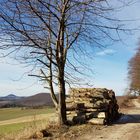 Waldrand mit Rusteberg