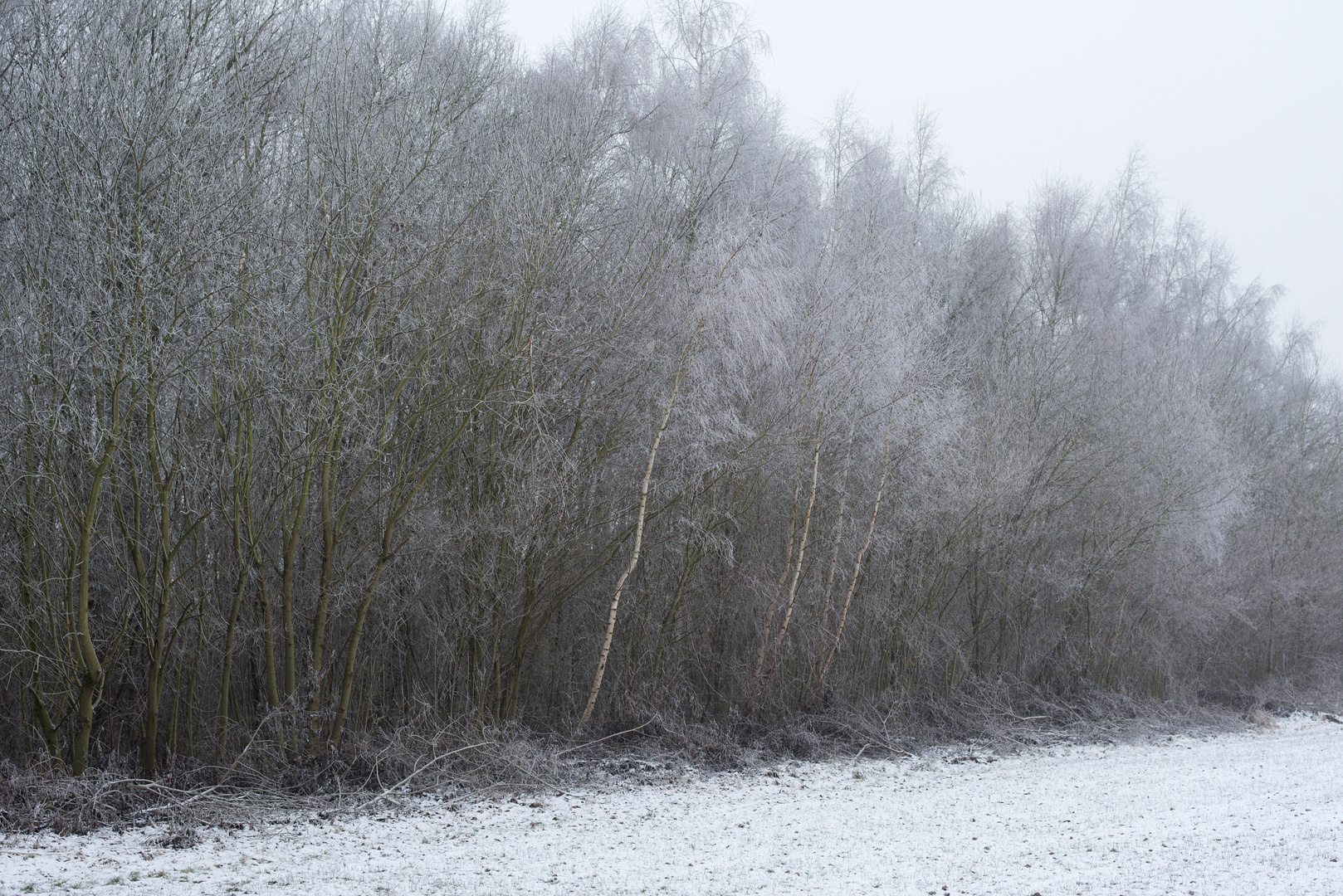 Waldrand mit Schnee und 5 Birken