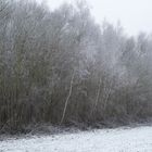 Waldrand mit Schnee und 5 Birken