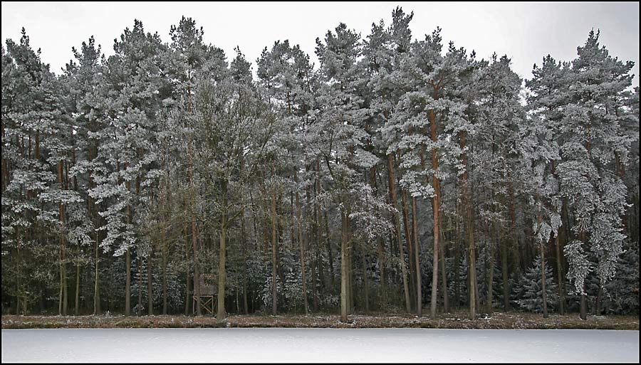 Waldrand mit Schnee-"Zucker"