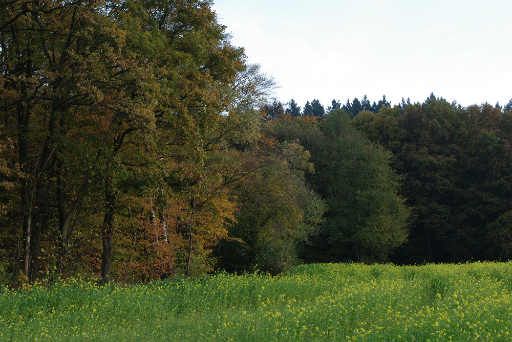 Waldrand mit Senf