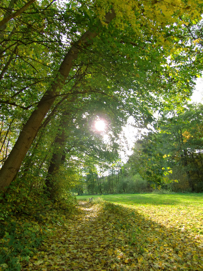 Waldrand mit Sonne