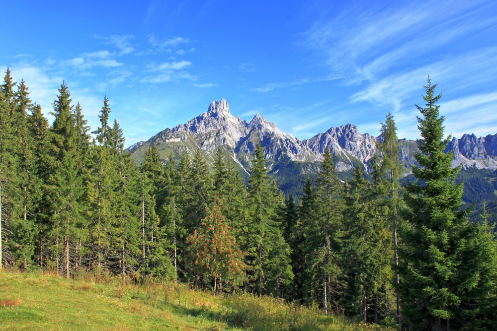 Waldrand und Bischofsmütze