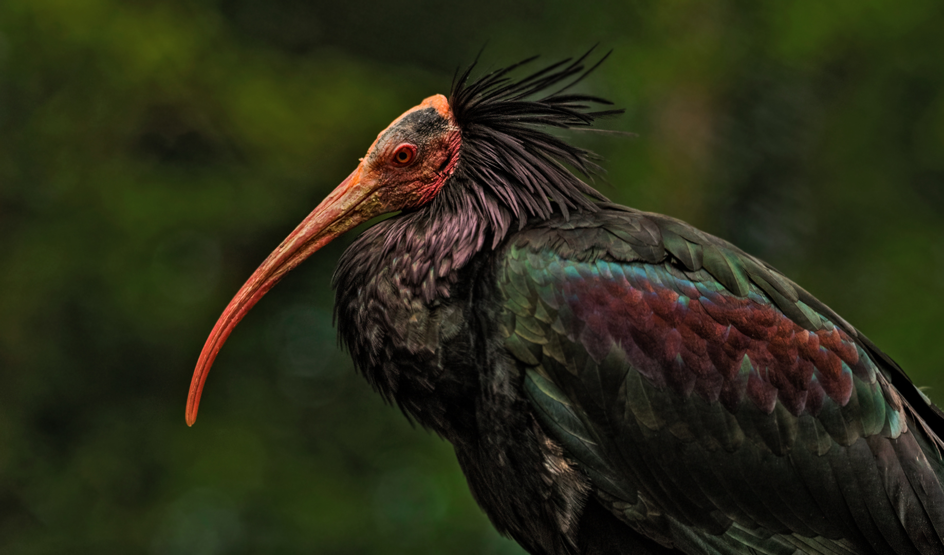 Waldrapp Deutschland Waldrapp Deutschland