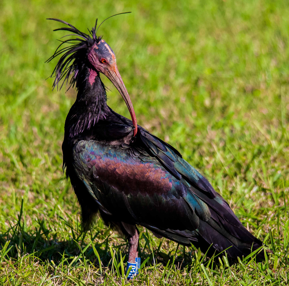 Waldrapp 3 Foto & Bild | tiere, natur Bilder auf fotocommunity