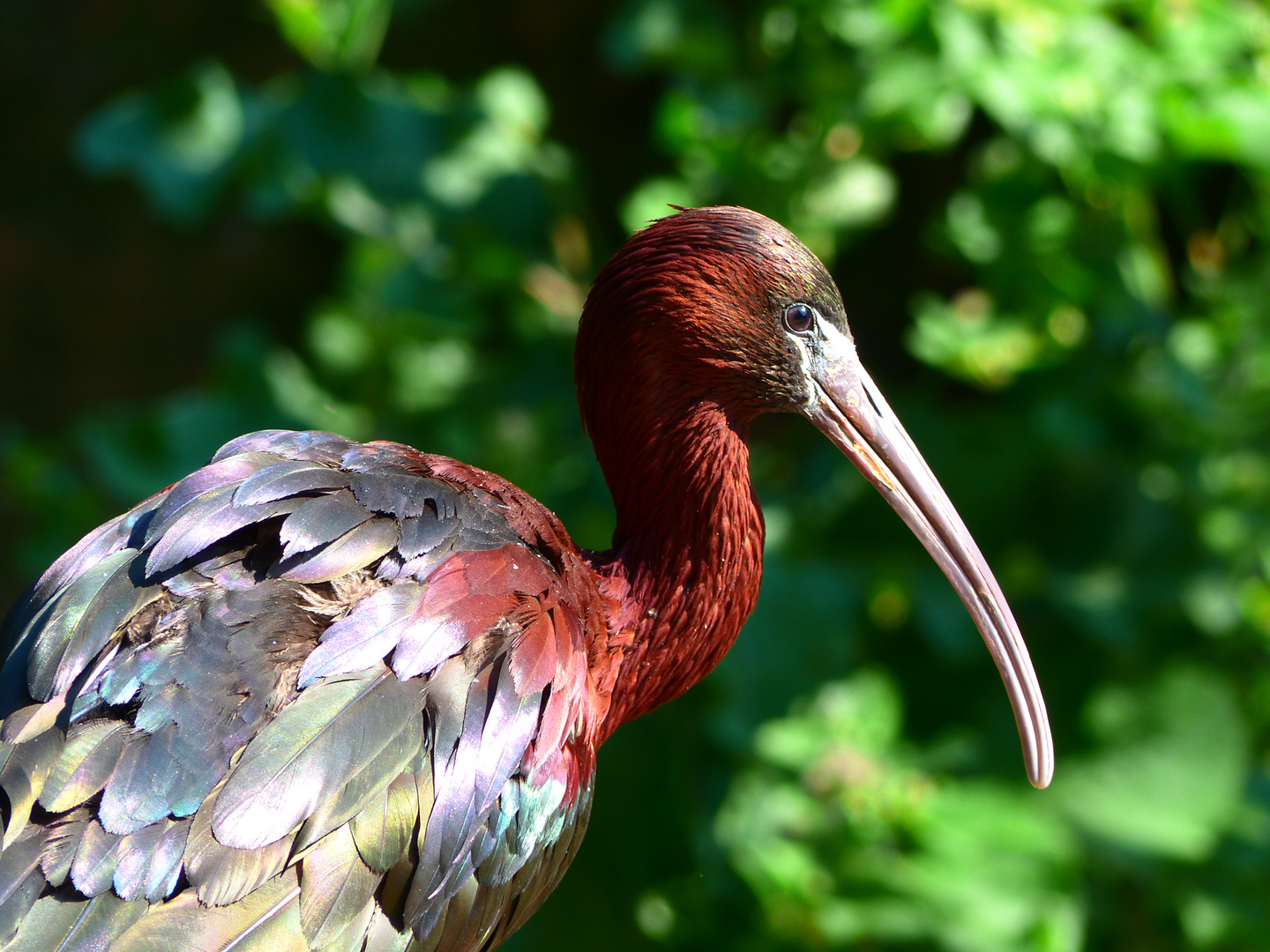 - Waldrapp - Foto & Bild | tiere, zoo, wildpark & falknerei, vögel Bilder auf fotocommunity