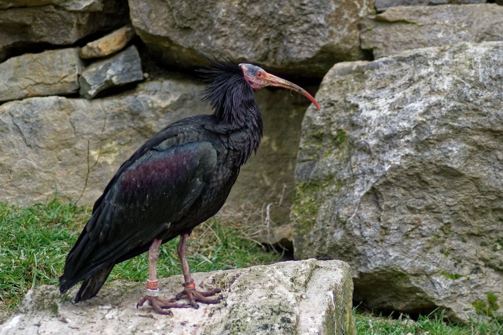 Waldrapp Foto & Bild | tiere, zoo, wildpark & falknerei, vögel Bilder auf fotocommunity