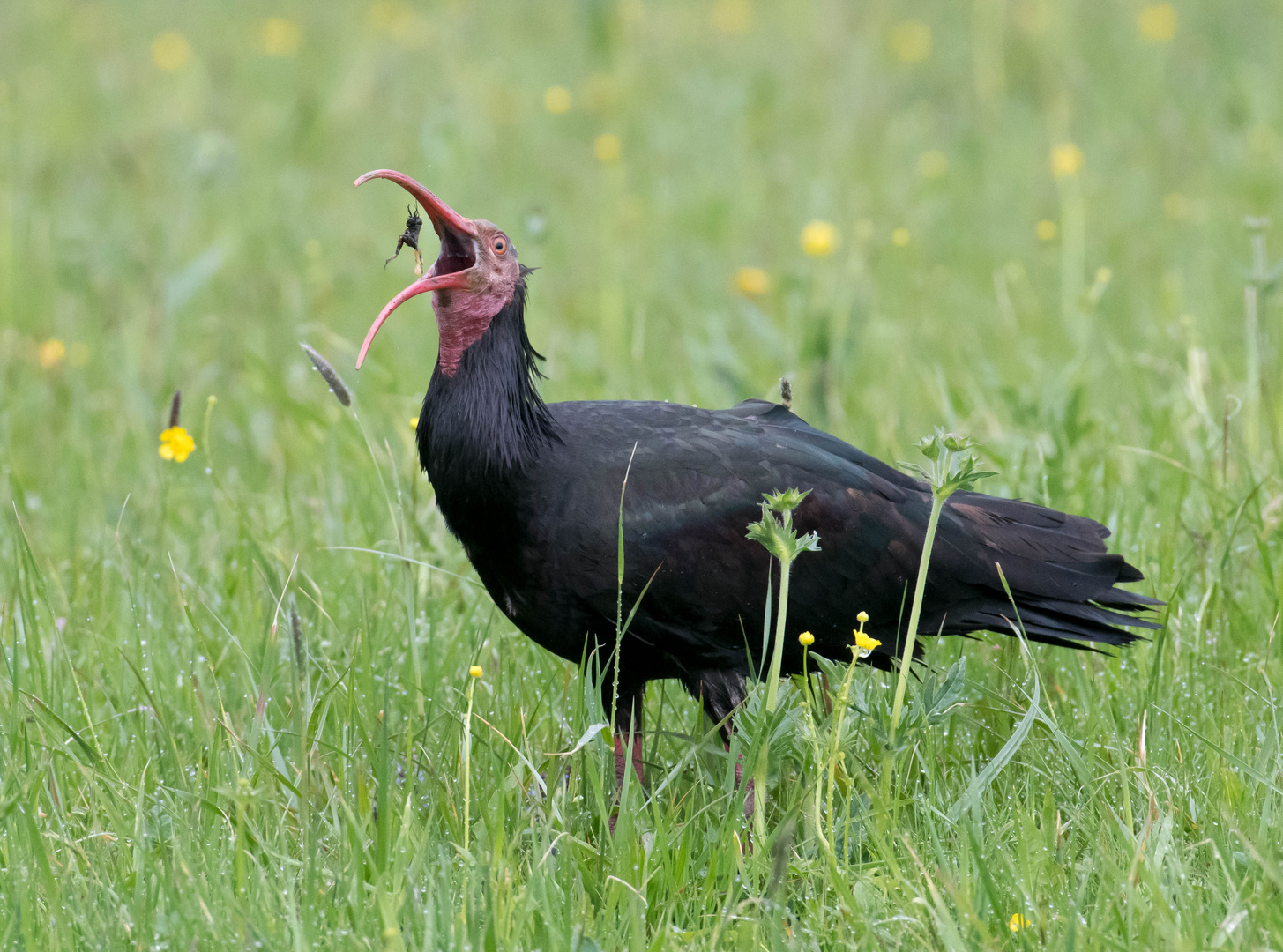 Waldrapp bei der Nahrungsaufnahme...