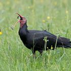 Waldrapp bei der Nahrungsaufnahme...