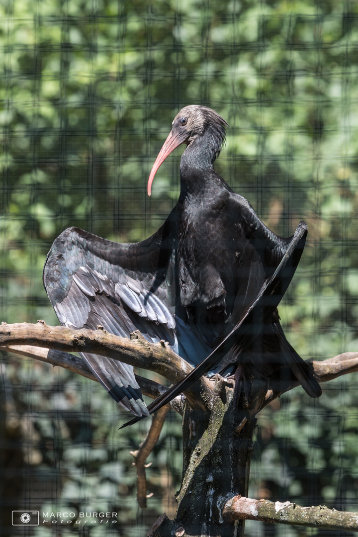 Waldrapp beim Sonnenbad