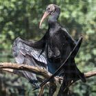 Waldrapp beim Sonnenbad