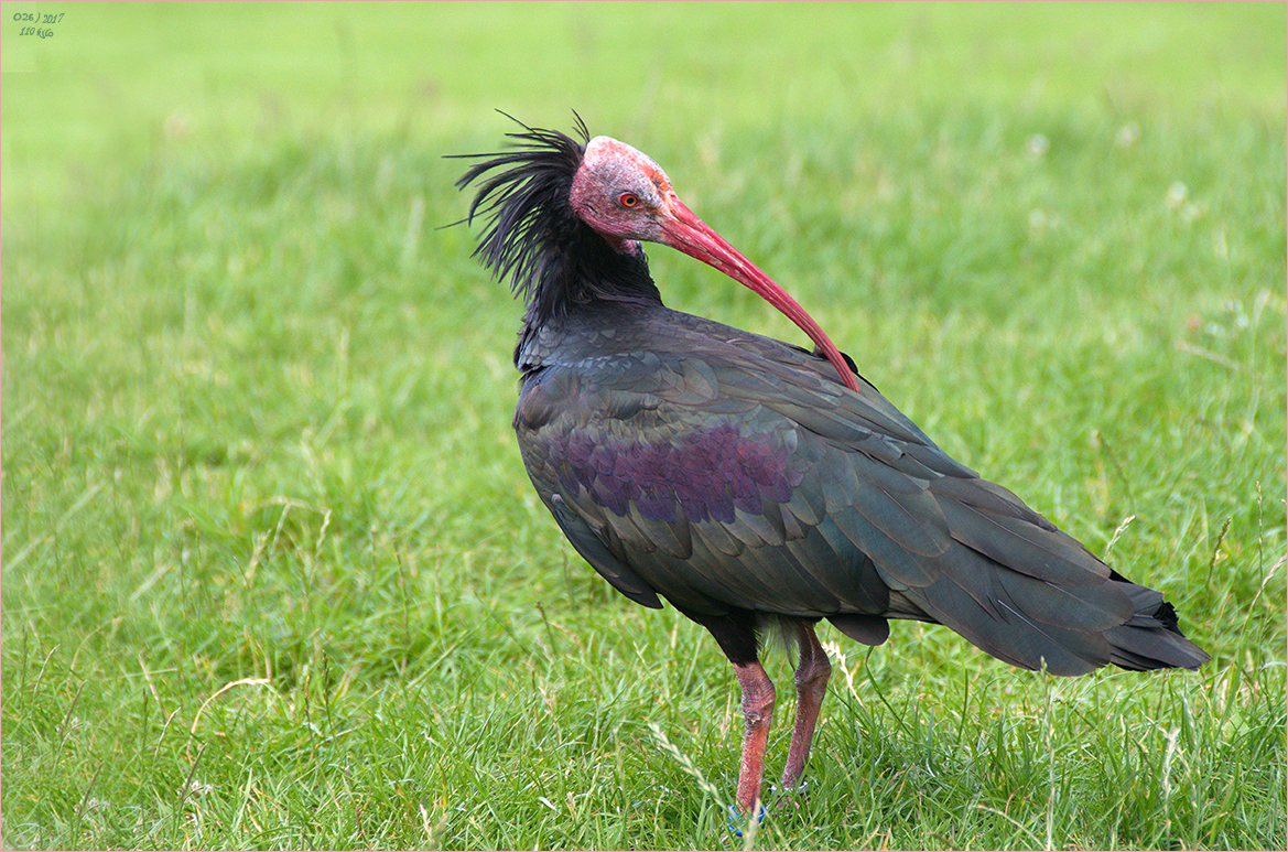 Waldrapp - Ein Vogel im Aufwind