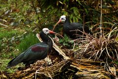 Waldrapp (Geronticus eremita)