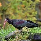 Waldrapp (Geronticus eremita) 