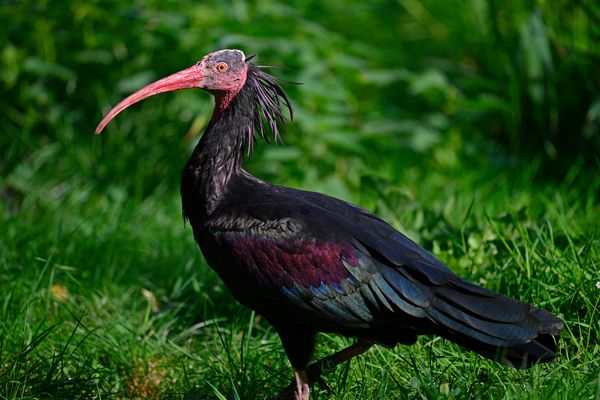 Waldrapp (Geronticus eremita)