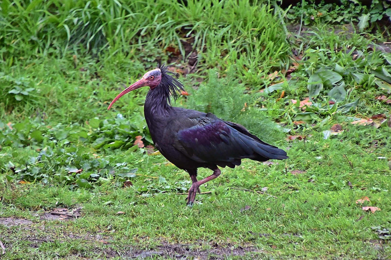 Waldrapp (Geronticus eremita)