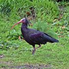 Waldrapp (Geronticus eremita)