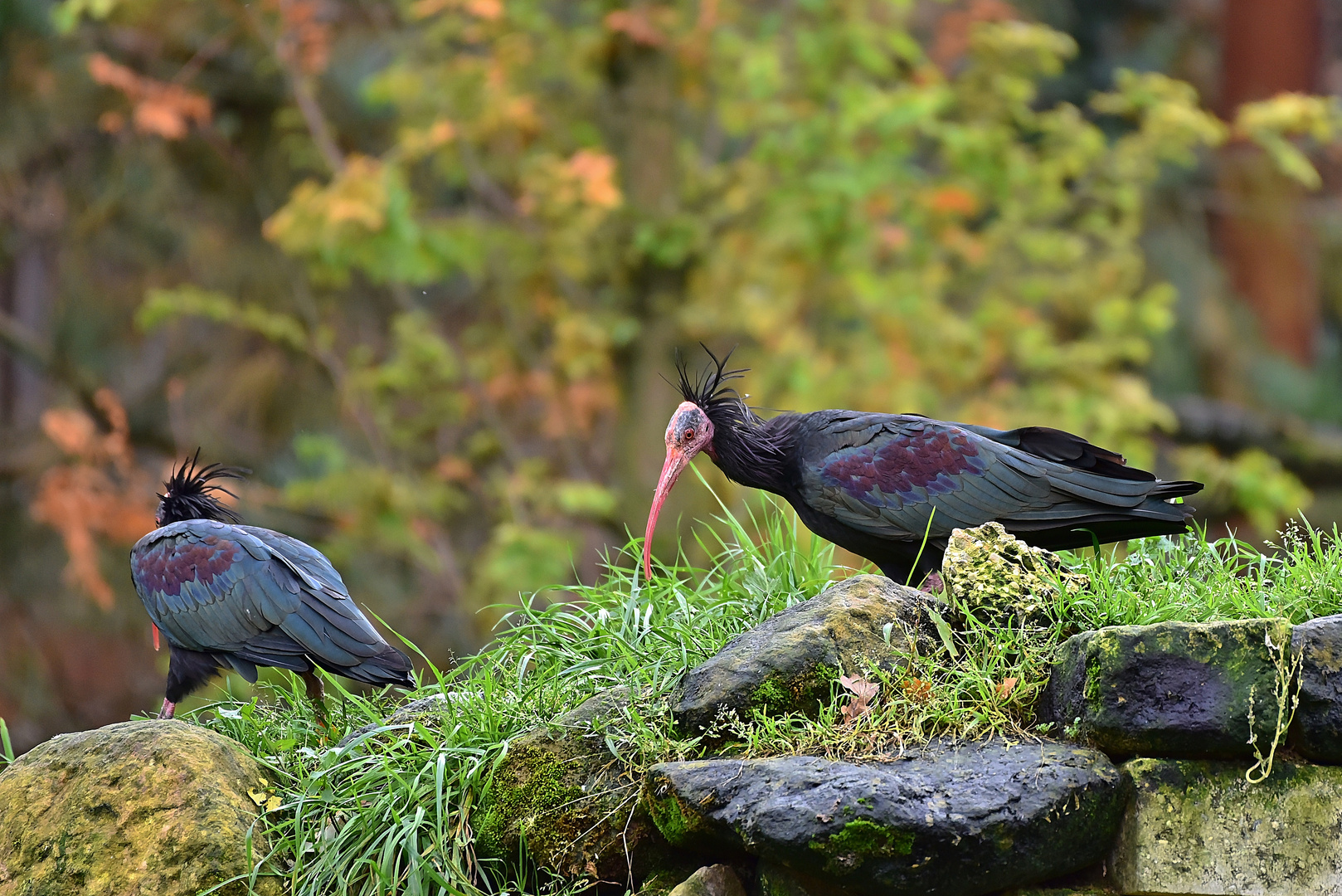 Waldrapp (Geronticus eremita)