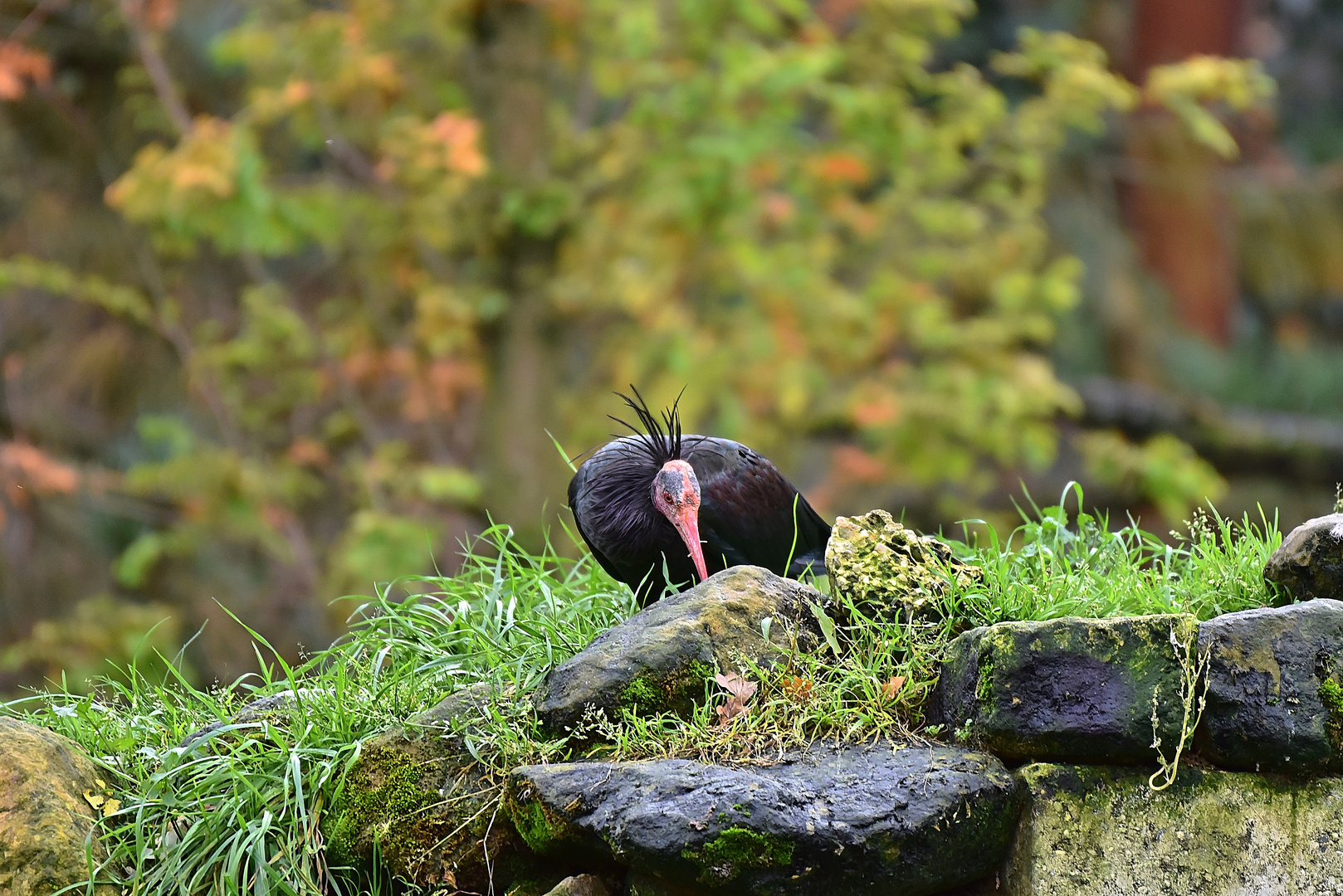 Waldrapp (Geronticus eremita)