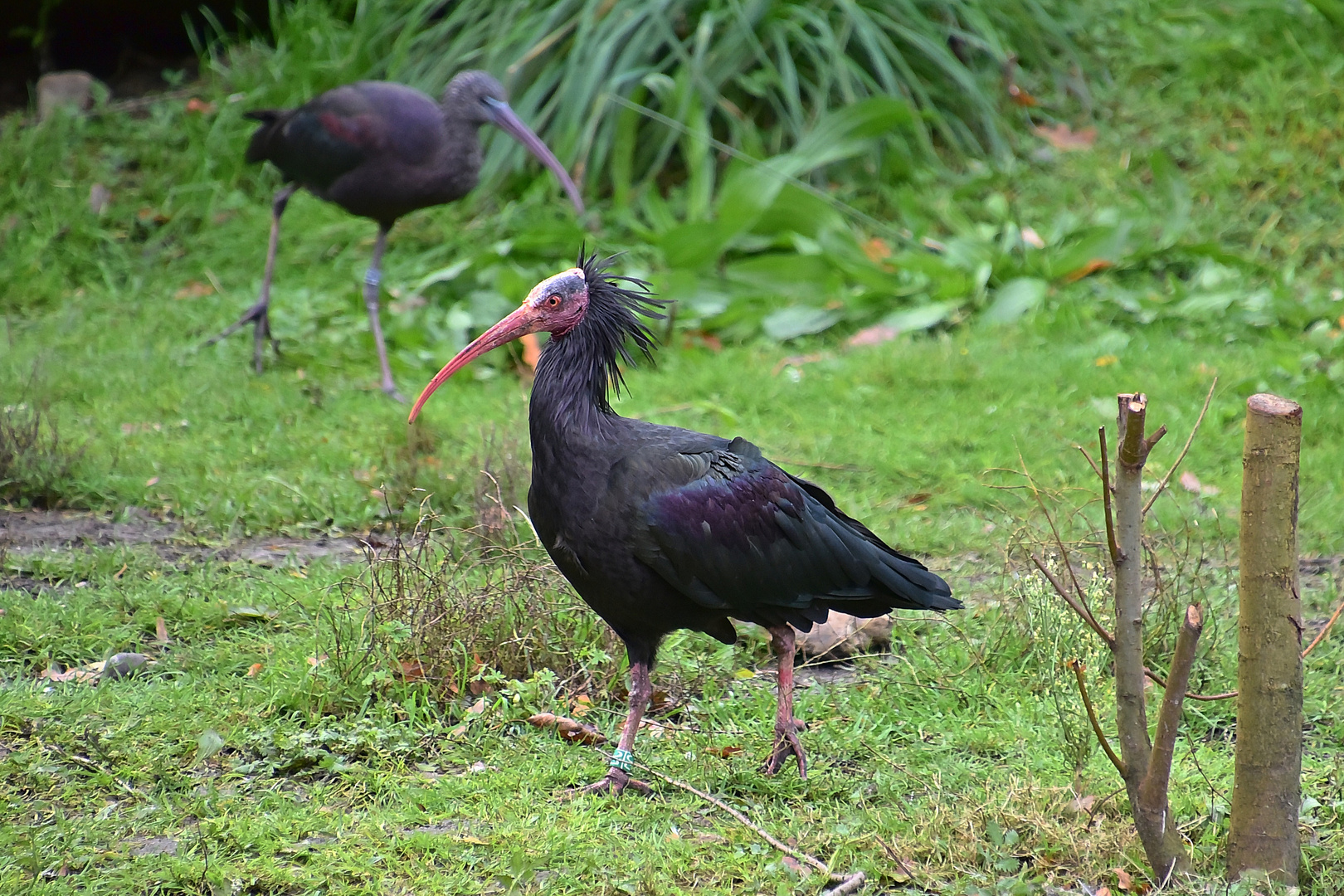 Waldrapp (Geronticus eremita)