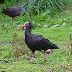 Waldrapp (Geronticus eremita)