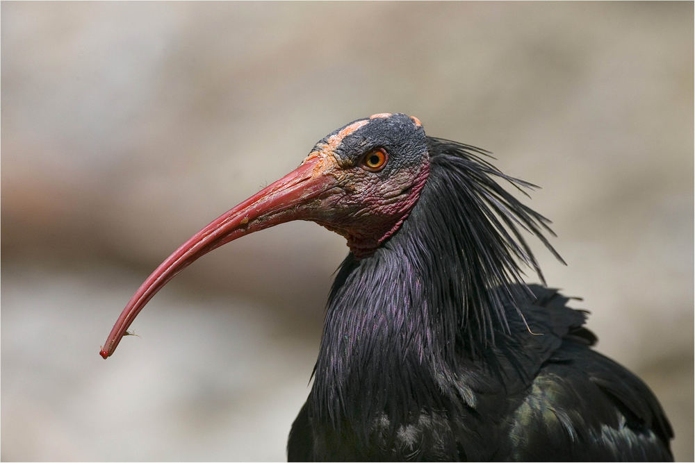 Waldrapp (Geronticus eremita)