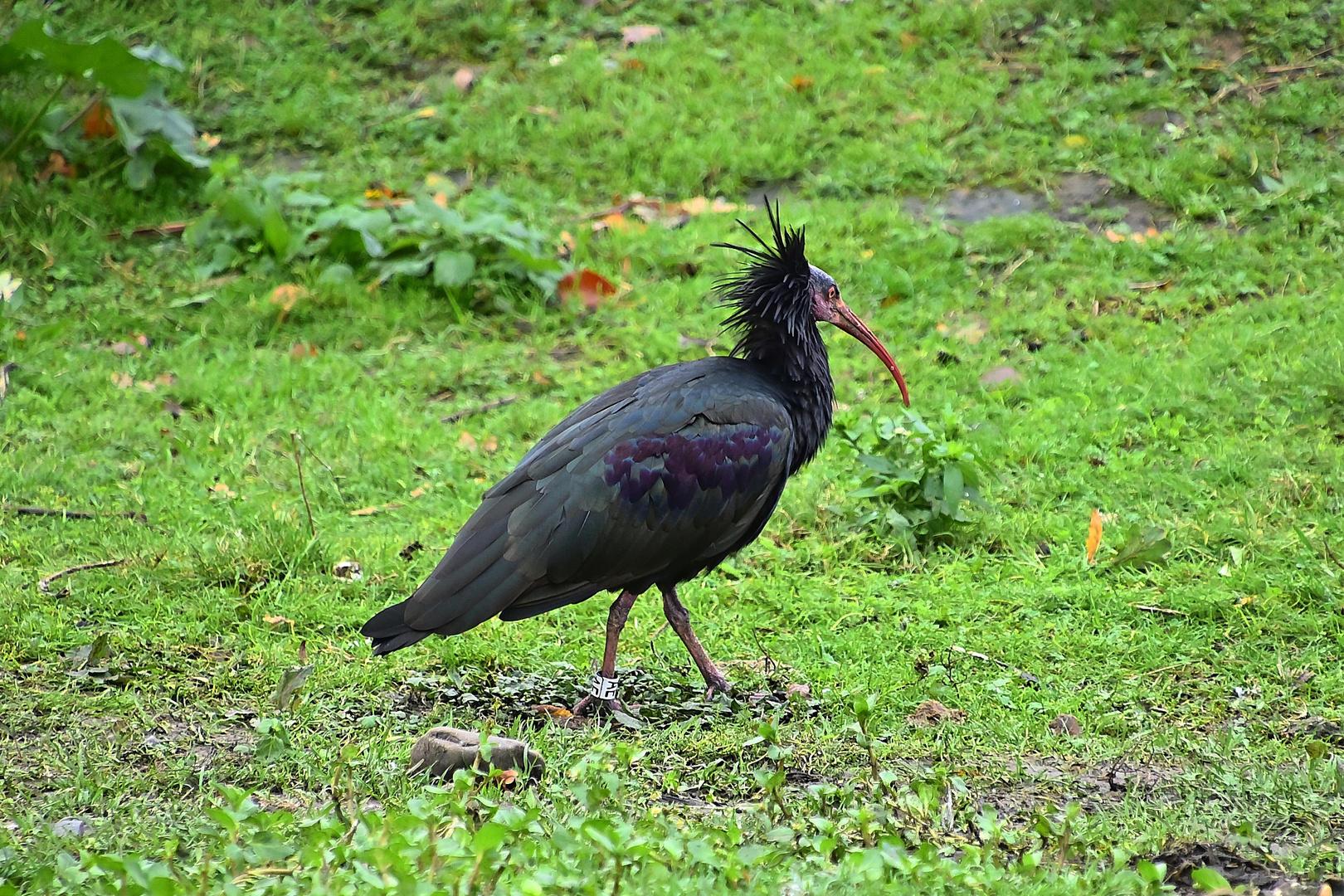 Waldrapp (Geronticus eremita)