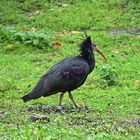 Waldrapp (Geronticus eremita)