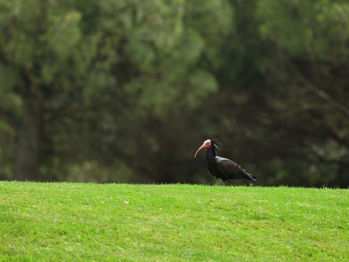 Waldrapp, (Geronticus eremita) Northern bald ibis, ibis eremita