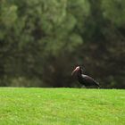 Waldrapp, (Geronticus eremita) Northern bald ibis, ibis eremita