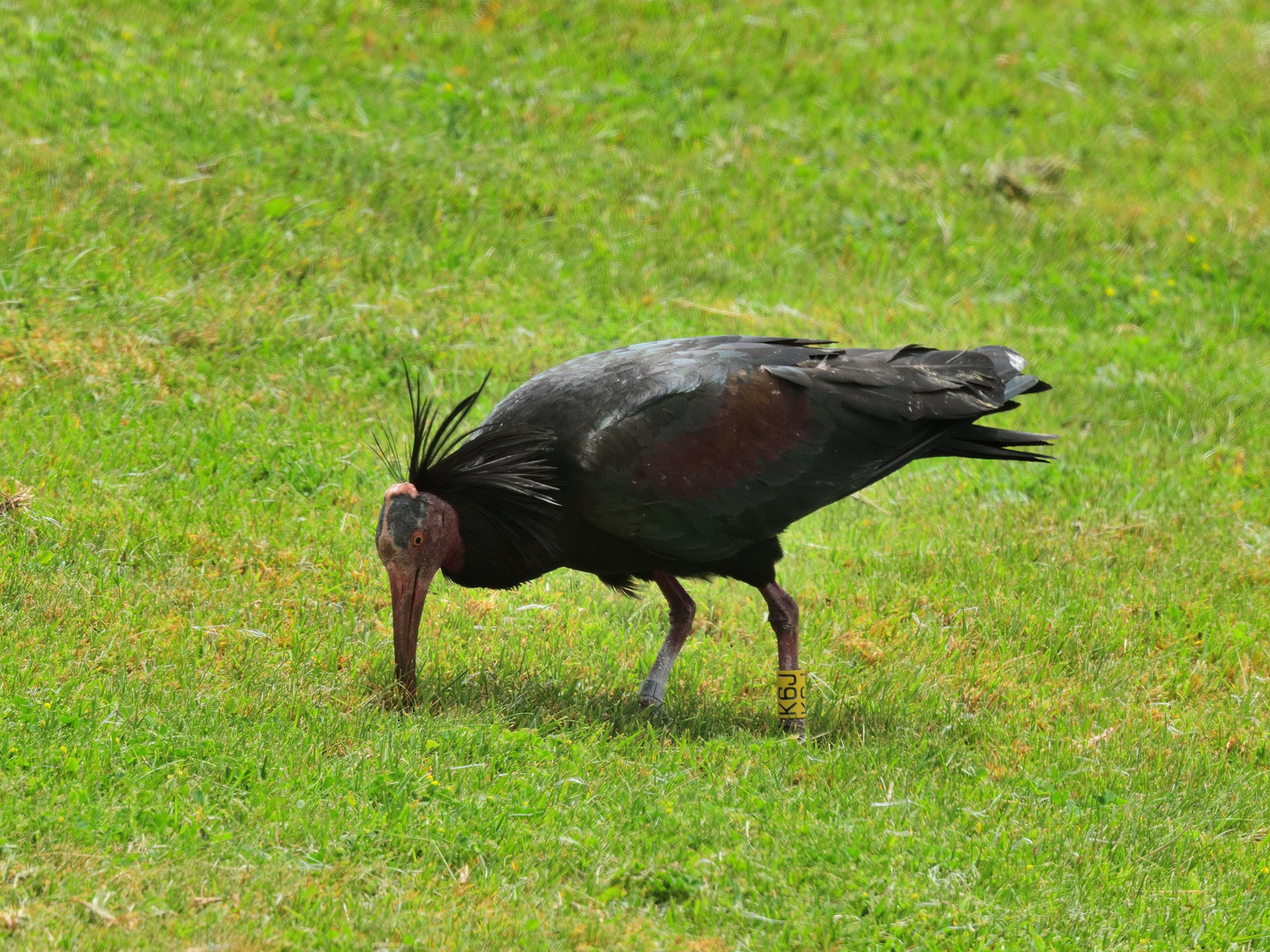 Waldrapp, (Geronticus eremita) Northern bald ibis, ibis eremita