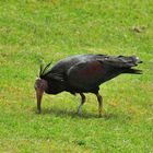 Waldrapp, (Geronticus eremita) Northern bald ibis, ibis eremita