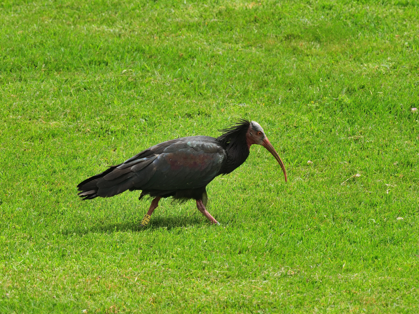 Waldrapp, (Geronticus eremita) Northern bald ibis, ibis eremita