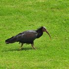 Waldrapp, (Geronticus eremita) Northern bald ibis, ibis eremita