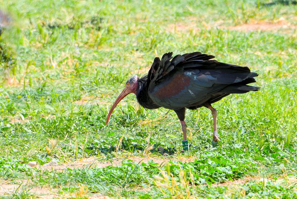 Waldrapp (Geronticus eremita) Türkei