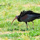 Waldrapp (Geronticus eremita) Türkei