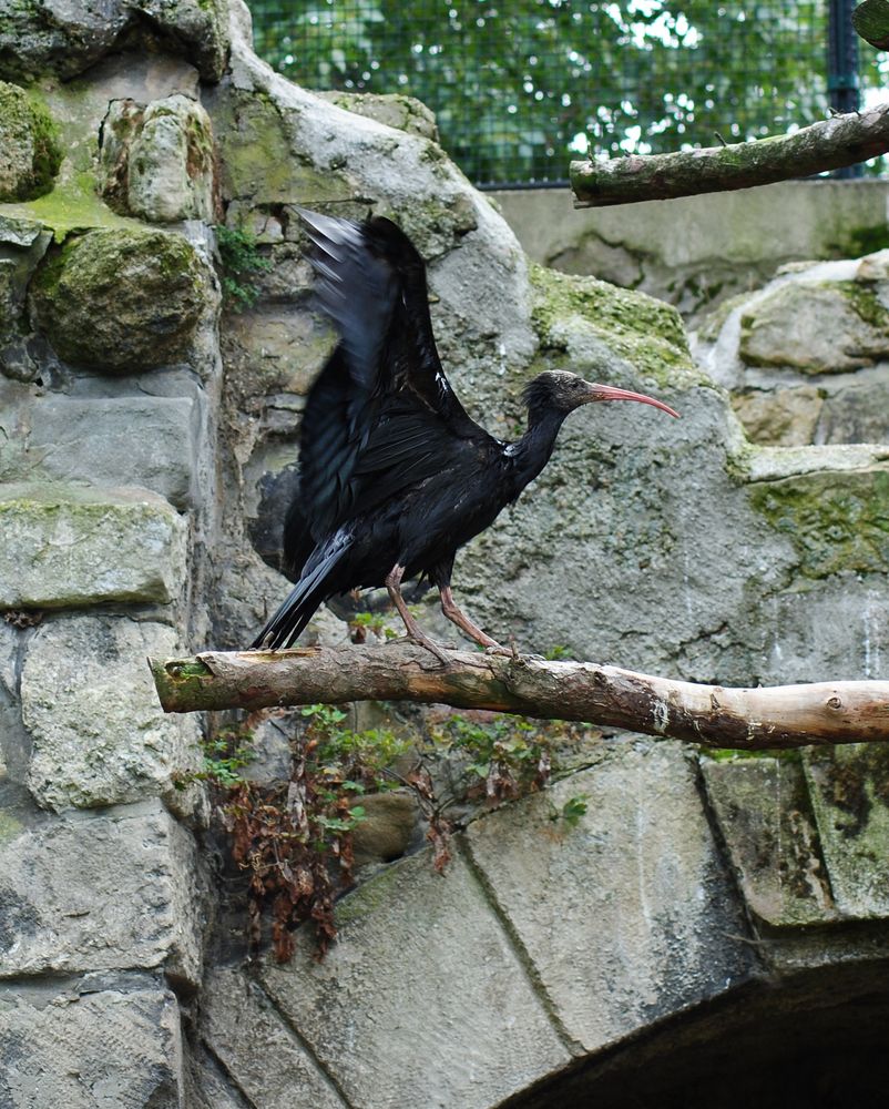 Waldrapp - gut gelandet