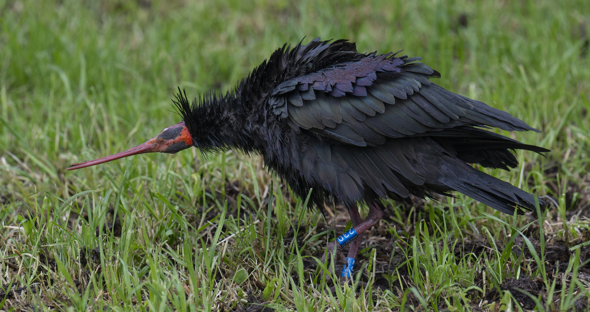 waldrapp im berner oberland