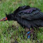 waldrapp im berner oberland