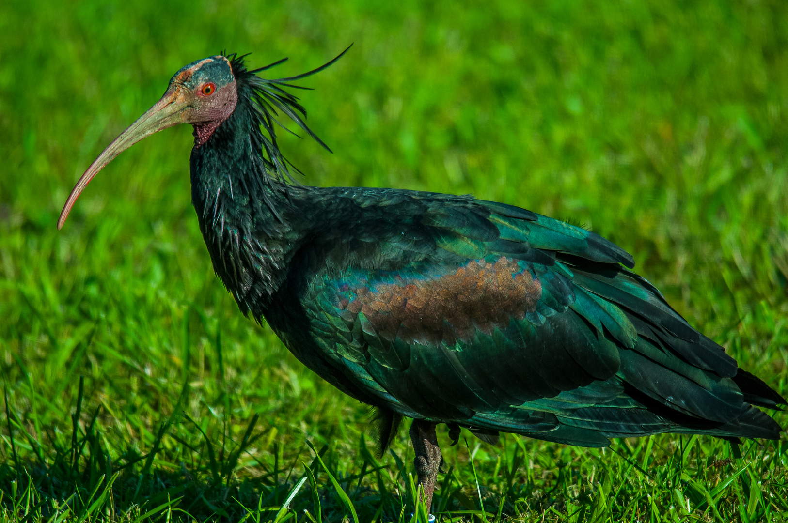 Waldrapp in meiner Heimat