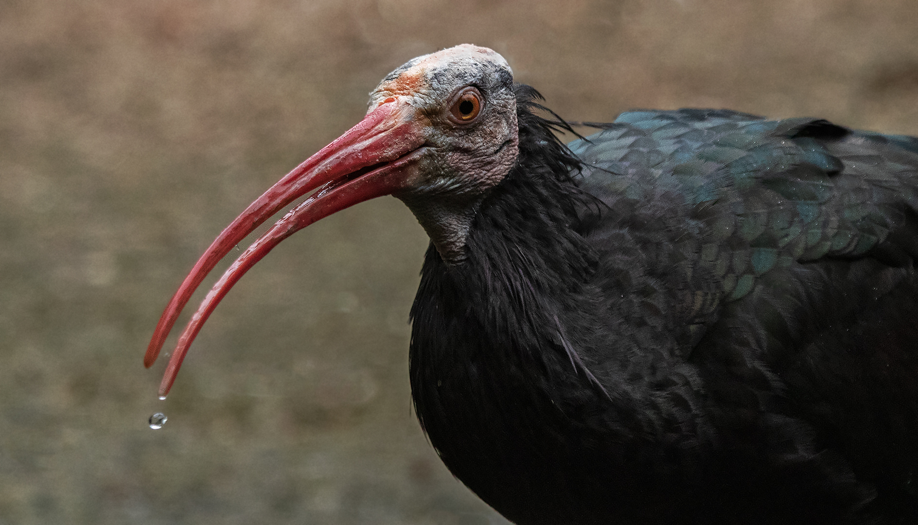 Waldrapp Deutschland Waldrapp Deutschland