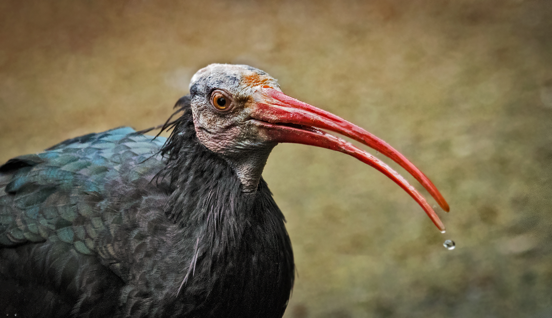 Waldrapp-Portrait 