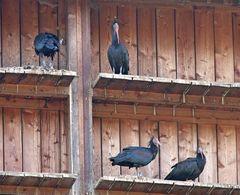 Waldrapp: Projekt Burghausen