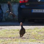 Waldrapp sucht Nistmaterial auf Parkplatz