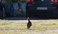 Waldrapp sucht Nistmaterial auf Parkplatz