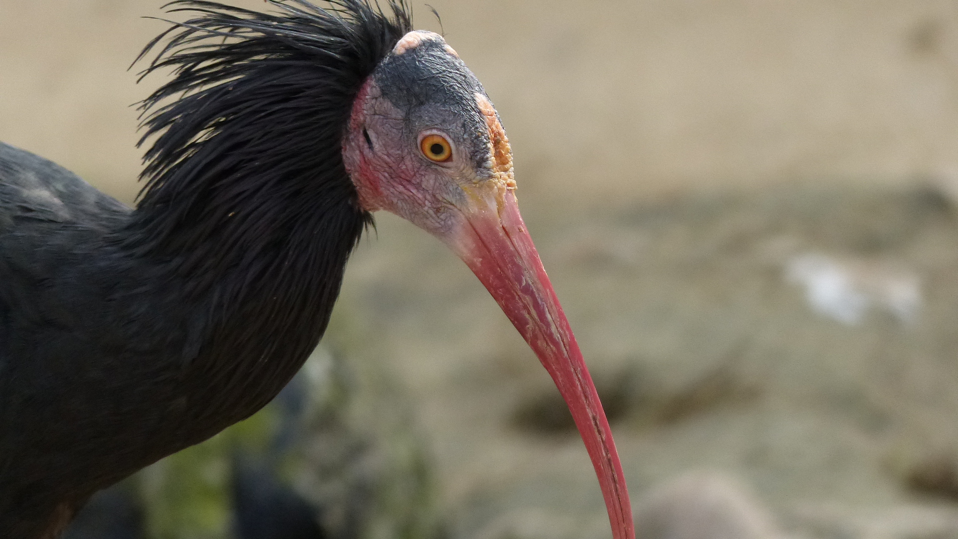 Waldrapp - Tiergarten Schönbrunn