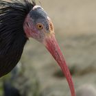 Waldrapp - Tiergarten Schönbrunn