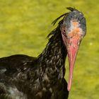 Waldrapp von Angesicht zu Angesicht